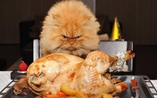 А нас и здесь неплохо кормят или самые толстые в мире коты
