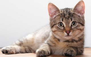 Послеоперационный период кастрированного котика