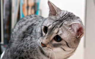 Египетская мау – кошачья экзотика для настоящих эстетов