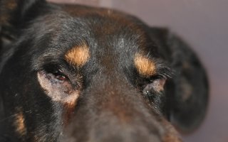 Микоплазмоз у собак: что делать, когда болезнь атакует?