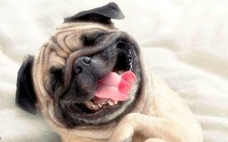 Смешное имя для собачки – залог хорошего настроения