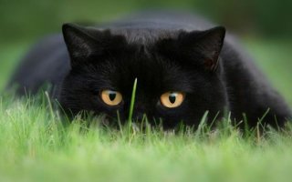 Корм Ночной Охотник – меню пушистого питомца