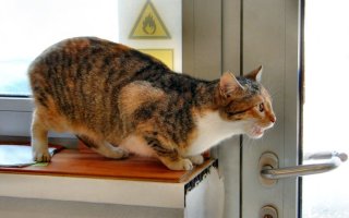 Сколько дней гуляет кошка?